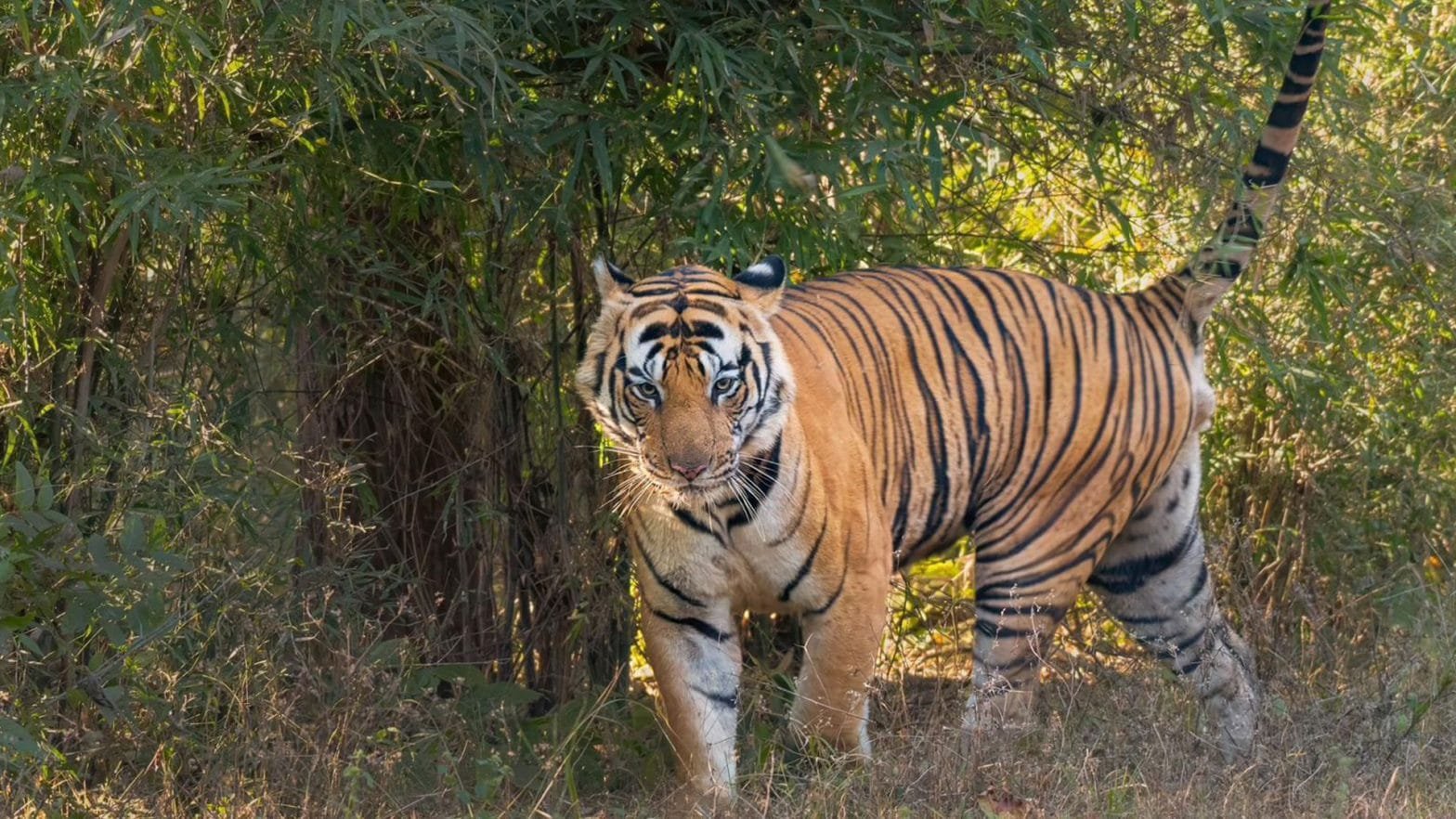 Bandhavgarh