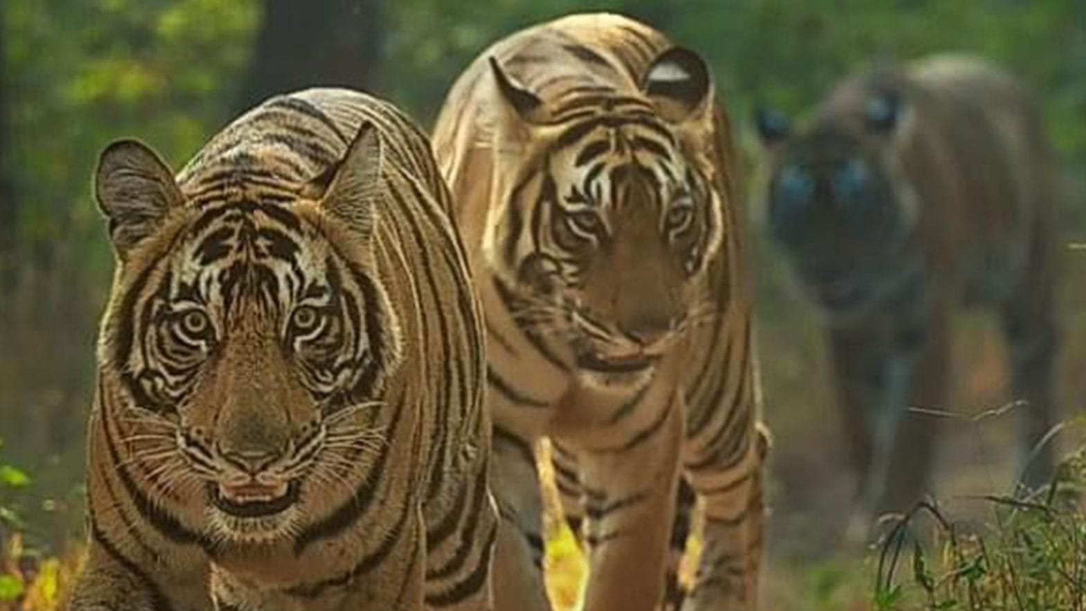 Ranthambore